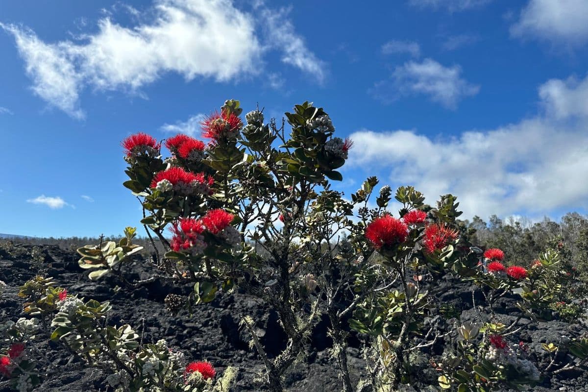 溶岩の大地に咲くオヒア・レフアの花