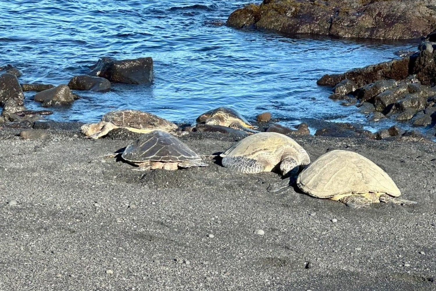 黒砂海岸で休むウミガメ